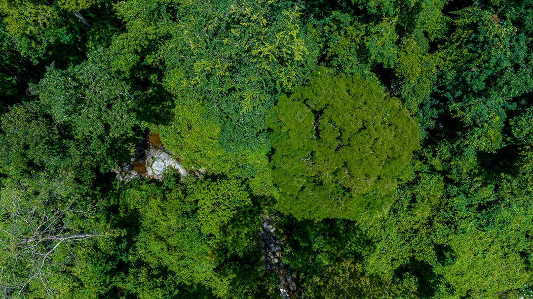 Belas folhas naturais de árvore e folha e floresta verde de fluxo.