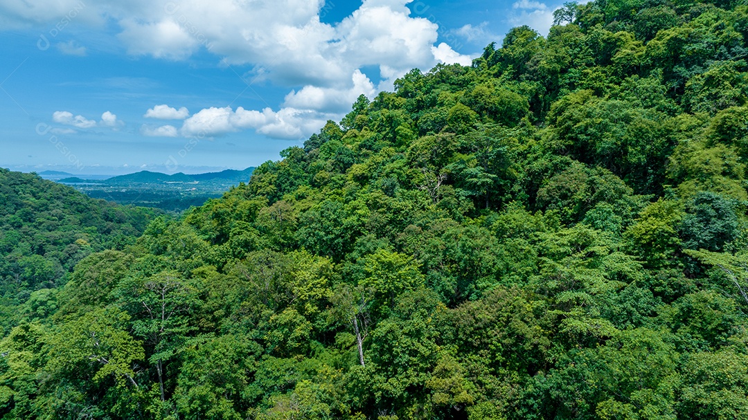 Belas folhas naturais de árvore e folha e floresta verde de fluxo.