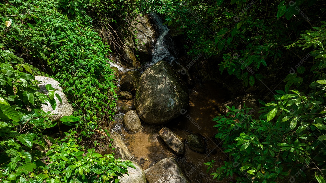 Belas folhas naturais de árvore e folha e floresta verde de fluxo.