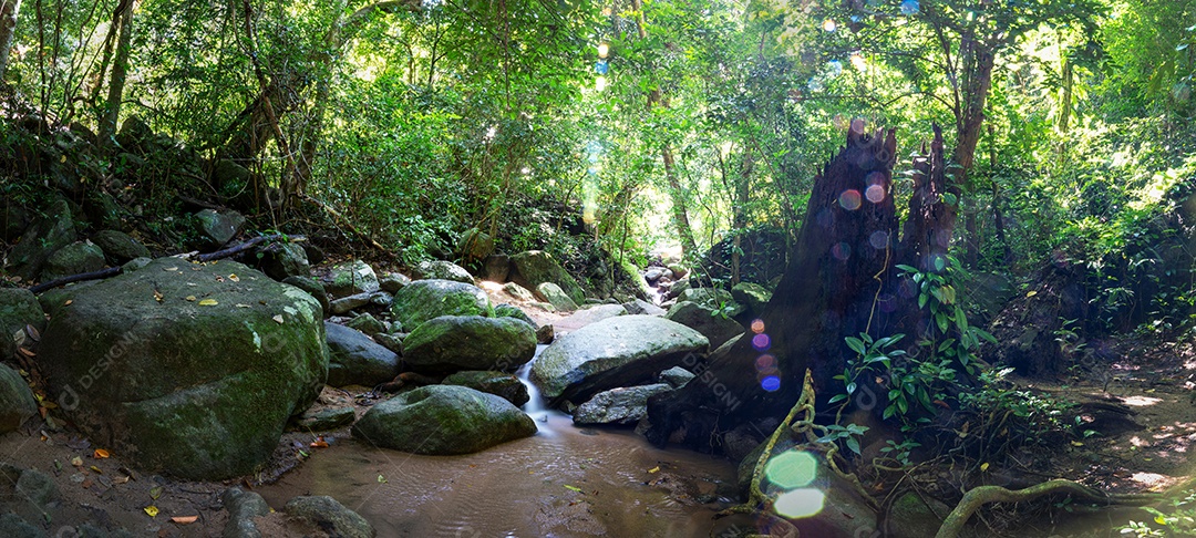 Belas folhas naturais de árvore e folha e floresta verde de fluxo.