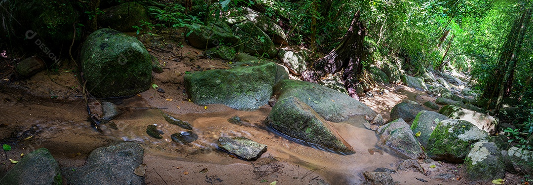 Belas folhas naturais de árvore e folha e floresta verde de fluxo.