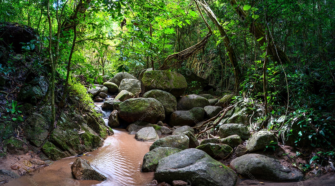 Belas folhas naturais de árvore e folha e floresta verde de fluxo.