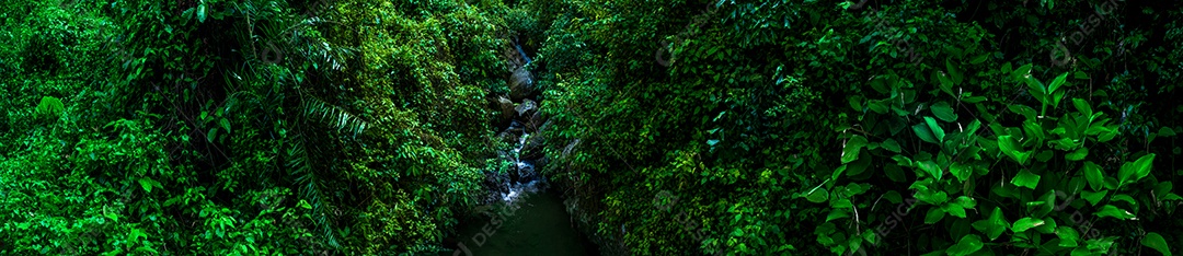 Belas folhas naturais de árvore e folha e floresta verde de fluxo.