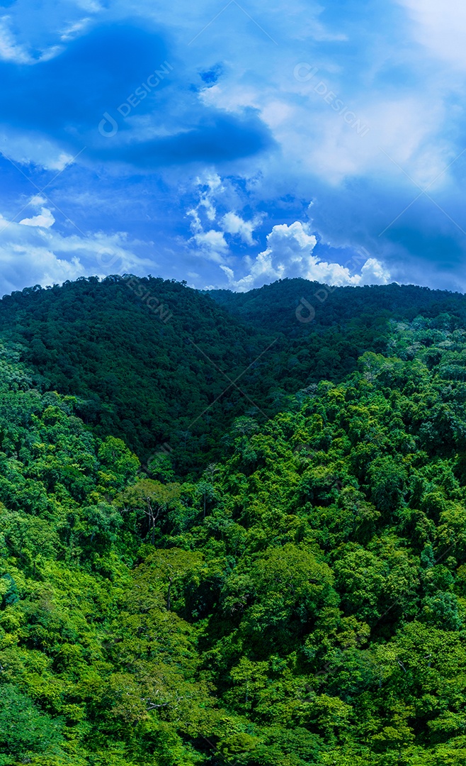 Belas folhas naturais de árvore e folha e floresta verde de fluxo.