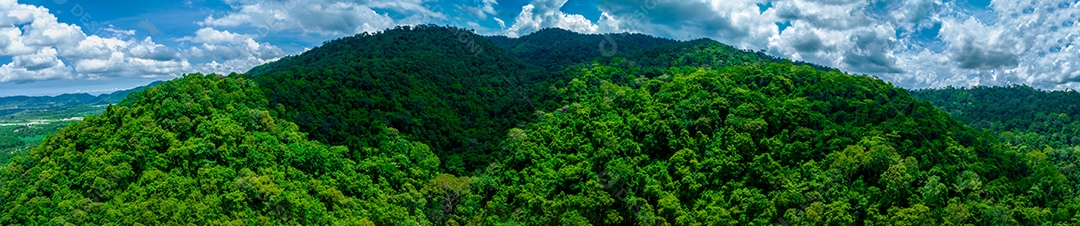 Belas folhas naturais de árvore e folha e floresta verde de fluxo.