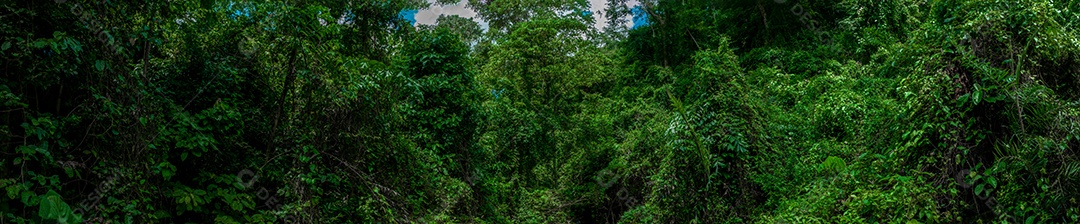 Belas folhas naturais de árvore e folha e floresta verde de fluxo.