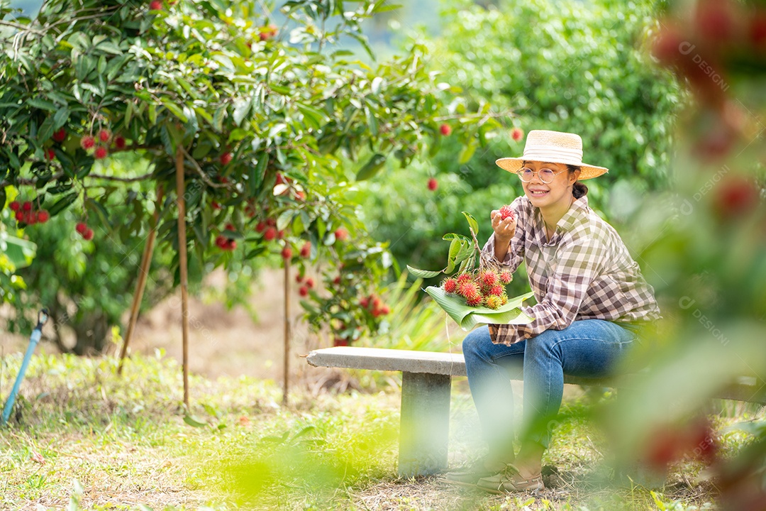 Agricultora asiática Rambutan Farmer, agricultora segurando pilha de vegetal