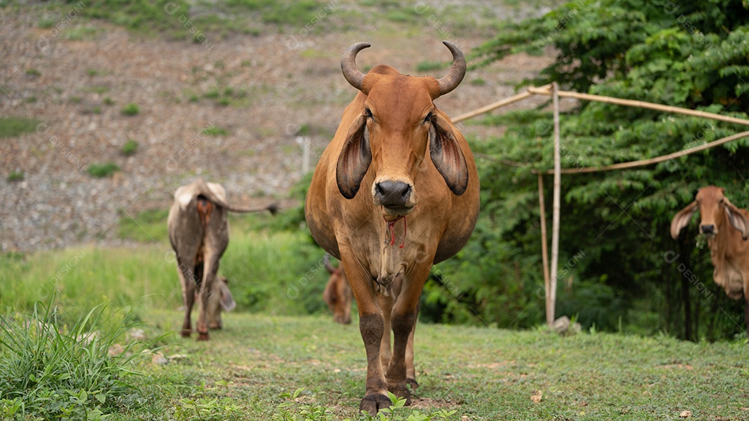 Retrato de Vaca parda feliz um animal de criação.