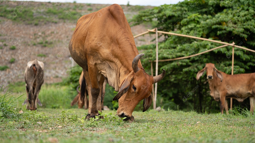 Retrato de Vaca parda feliz um animal de criação.