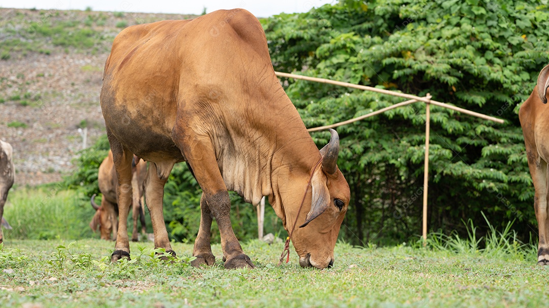 Retrato de Vaca parda feliz um animal de criação.