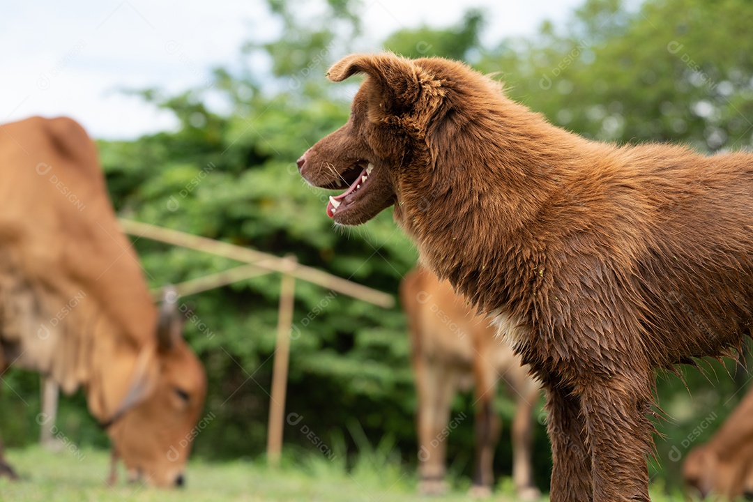 little dogs on the farm, the dog is herding cattle on a ranch