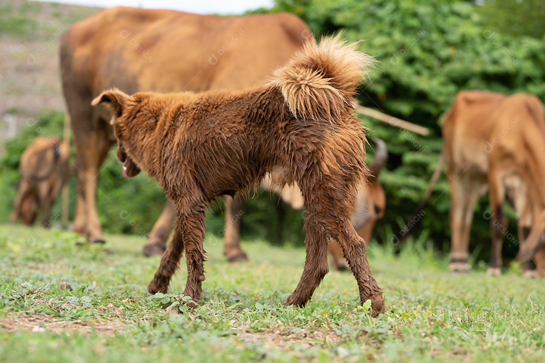 Cachorrinhos na fazenda, o cachorro está pastoreando gado em um rancho.