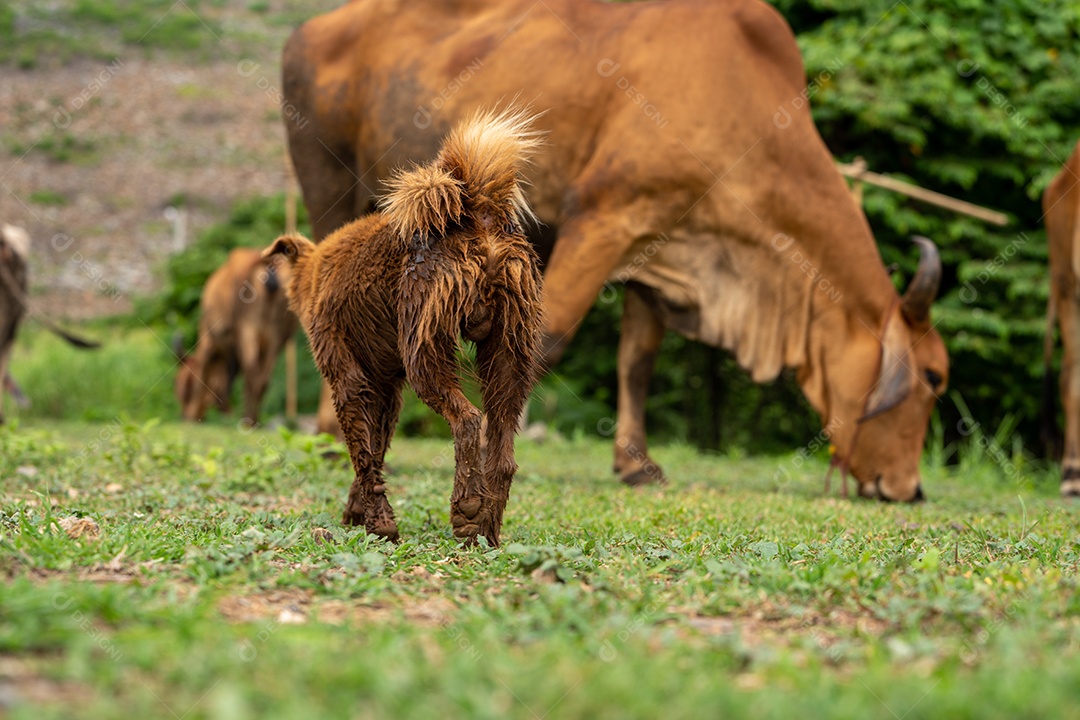 Cachorrinhos na fazenda, o cachorro está pastoreando gado em um rancho.