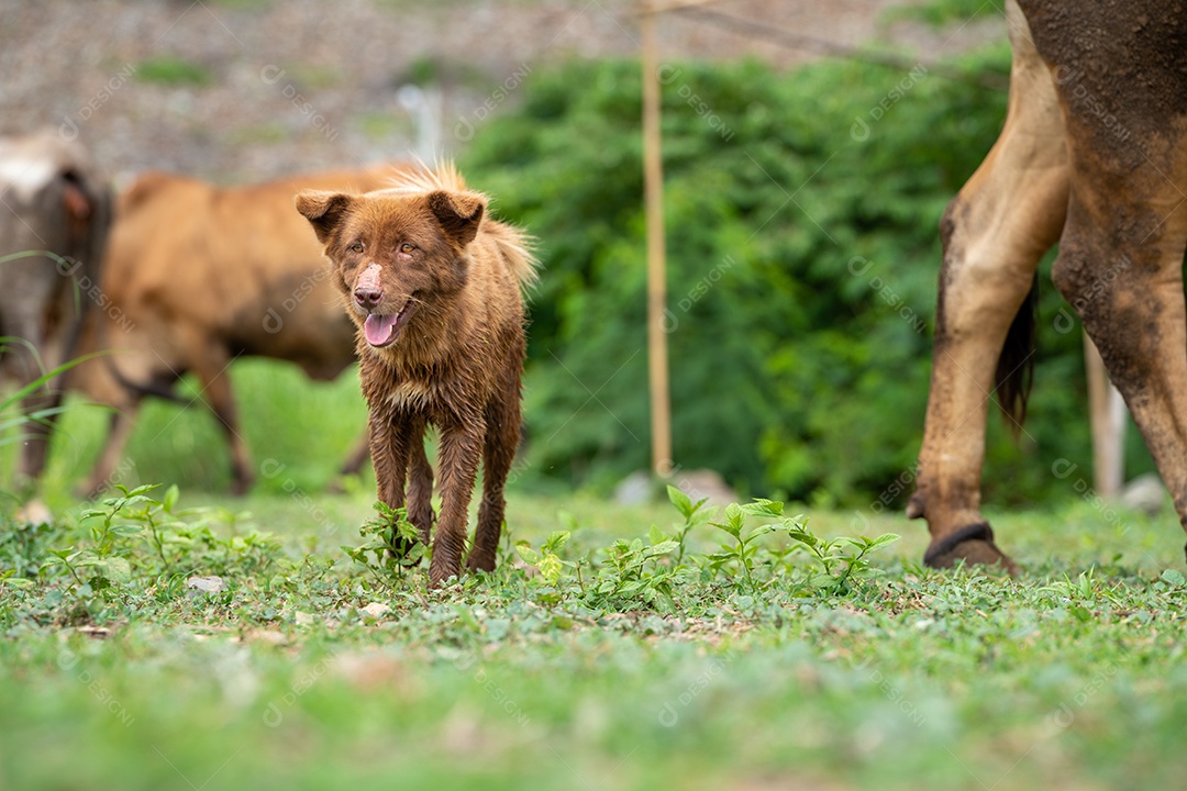 cachorrinhos na fazenda, o cachorro está pastoreando gado em um rancho
