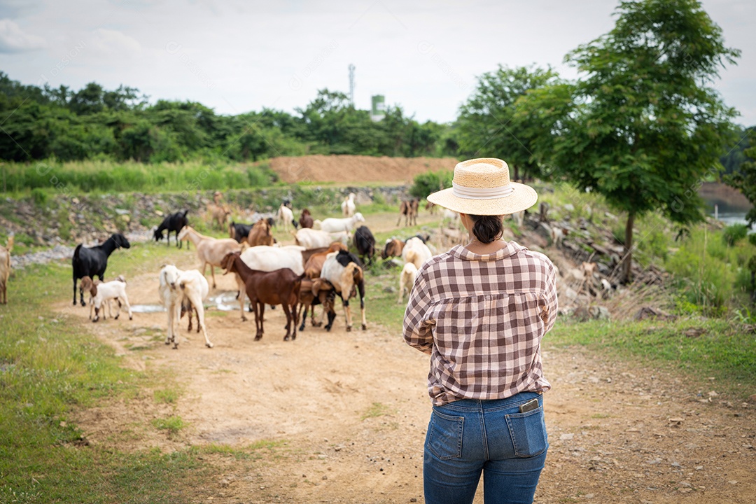 Mulher trabalhadora posando em uma fazenda de gado leiteiro de cabras ao ar livre