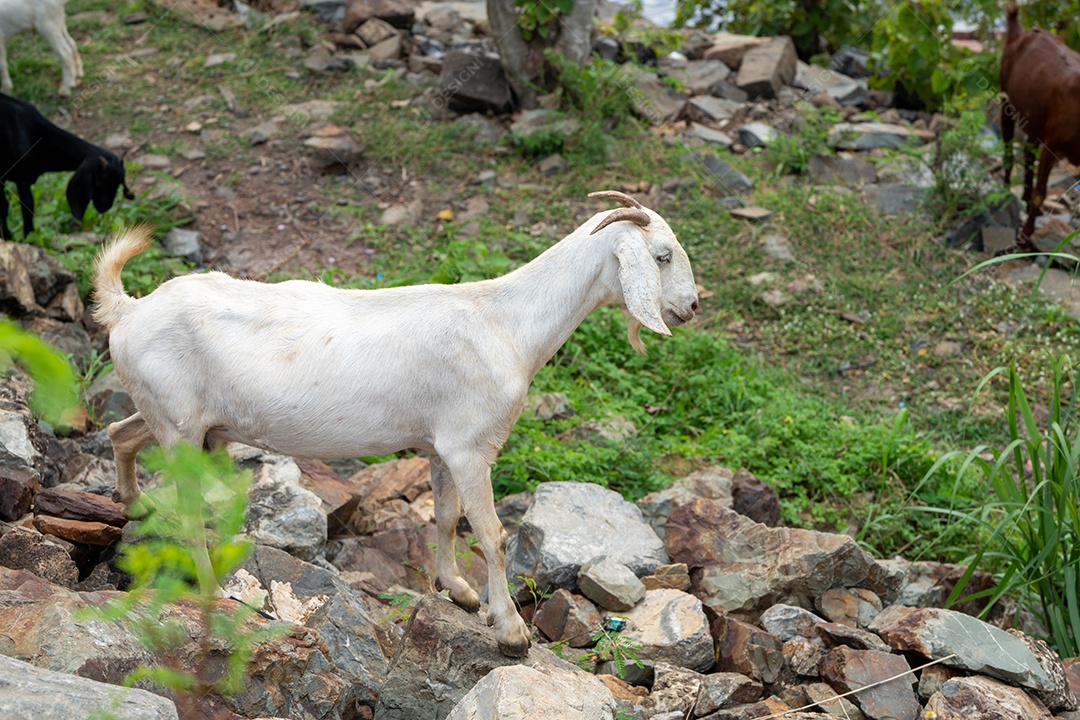 Cabras em um prado de uma fazenda de cabras. Cabras brancas.