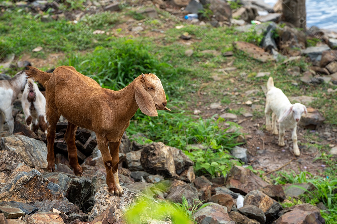 Cabras em um prado de uma fazenda de cabras. Cabras brancas.