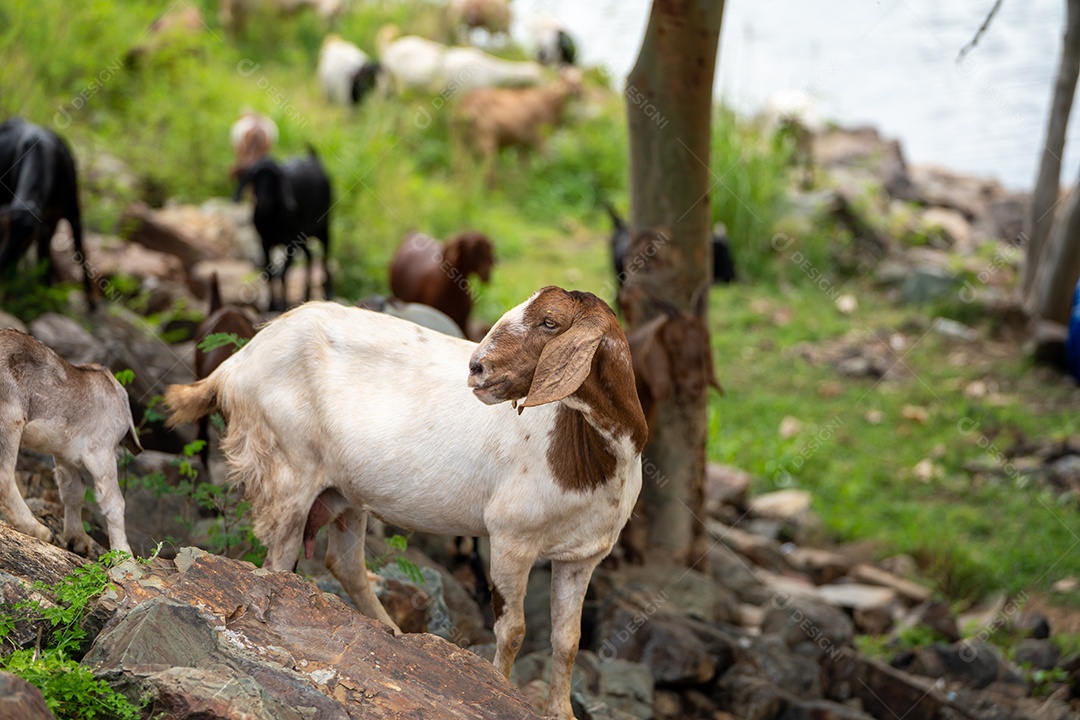 cabras em um prado de uma fazenda de cabras. cabras brancas