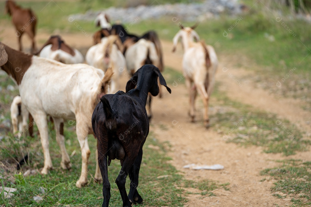 Cabras em um prado de uma fazenda de cabras. Cabras brancas.