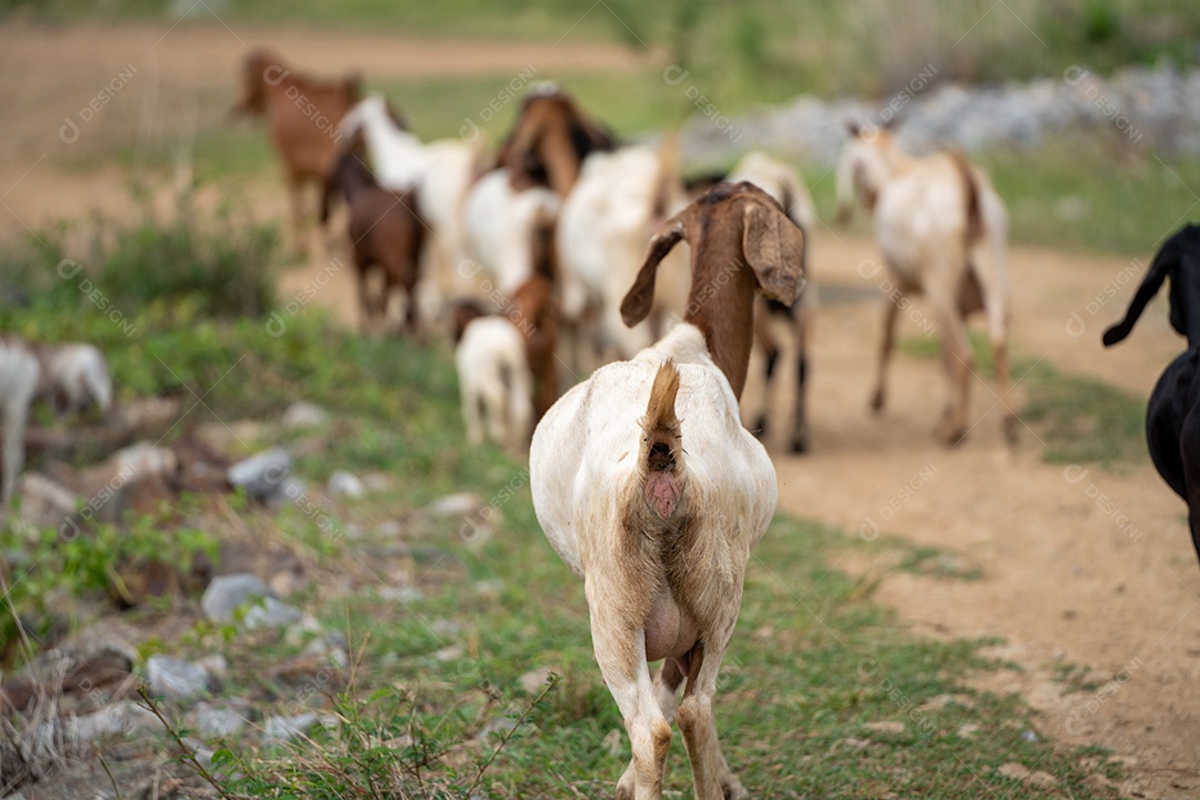 Cabras em um prado de uma fazenda de cabras. Cabras brancas.