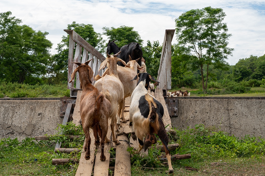 Cabras em um prado de uma fazenda de cabras. Cabras brancas, as cabras correndo passam pela ponte