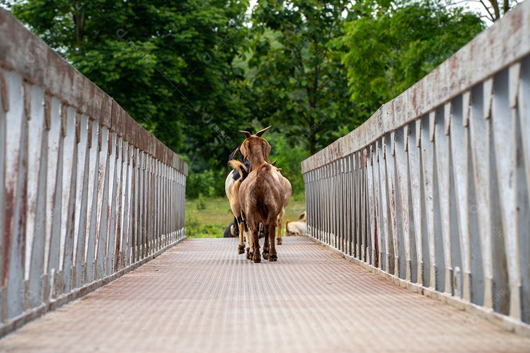 cabras em um prado de uma fazenda de cabras. Cabras brancas, As cabras correndo