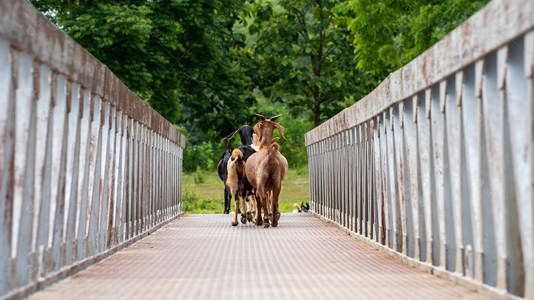 Cabras em um prado de uma fazenda de cabras. Cabras brancas, as cabras correndo passam pela ponte