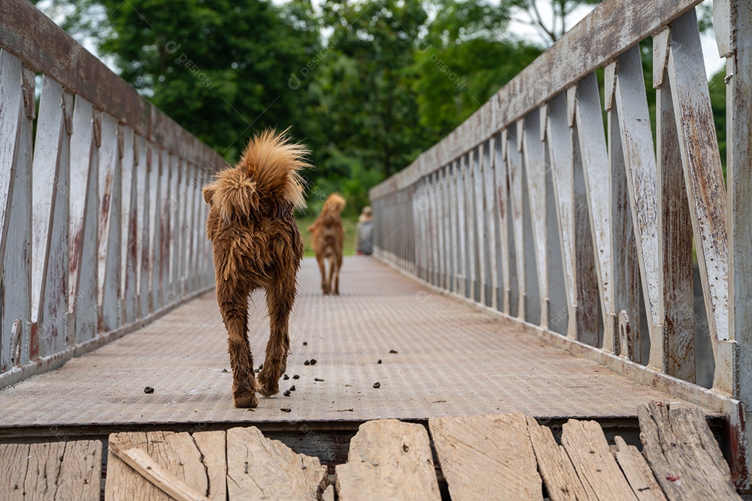 Cachorrinhos na fazenda, o cachorro está pastoreando gado.