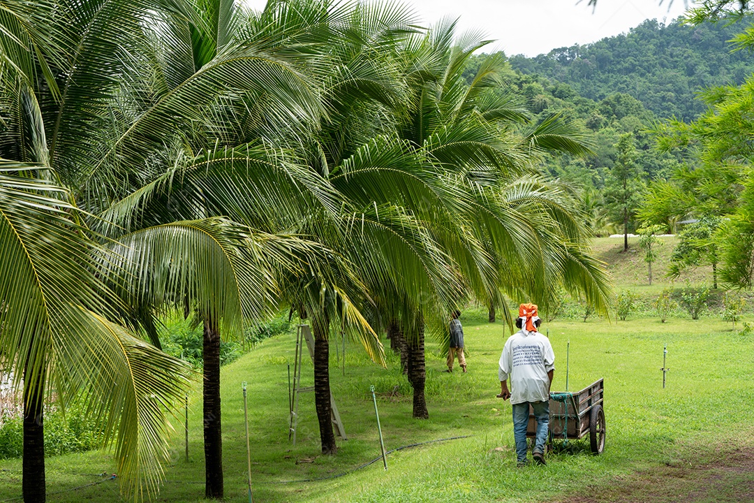Árvore de coco na fazenda de coco.