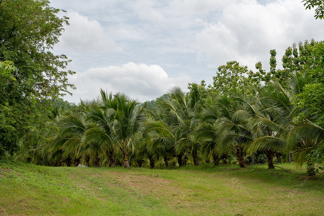 Árvore de coco na fazenda de coco.