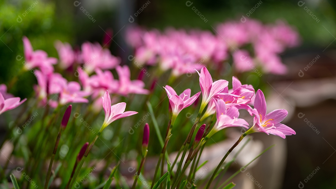 Flores cor de rosa de anêmonas ao ar livre em close-up de primavera de verão.