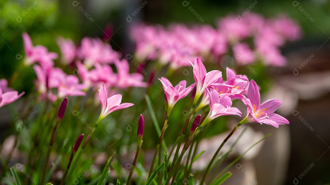 Flores cor de rosa de anêmonas ao ar livre em close-up de primavera de verão.
