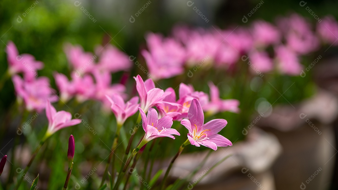 Flores cor de rosa de anêmonas ao ar livre em close-up de primavera de verão.