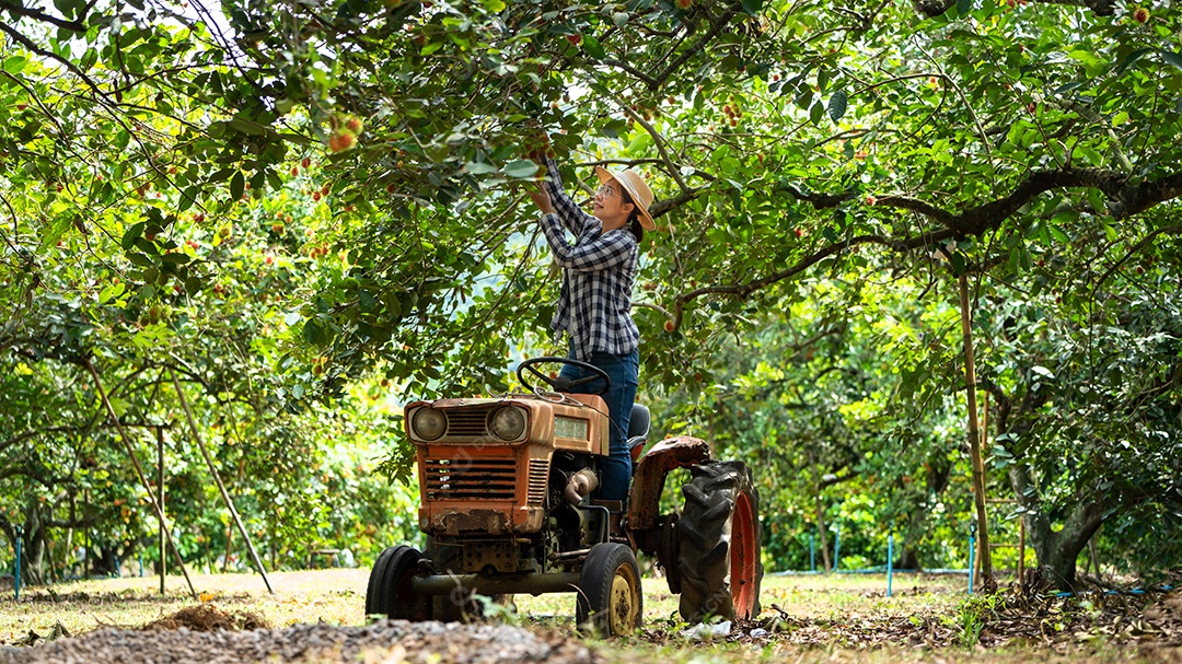Mulher agricultora em pé no velho trator para colheita de frutas.