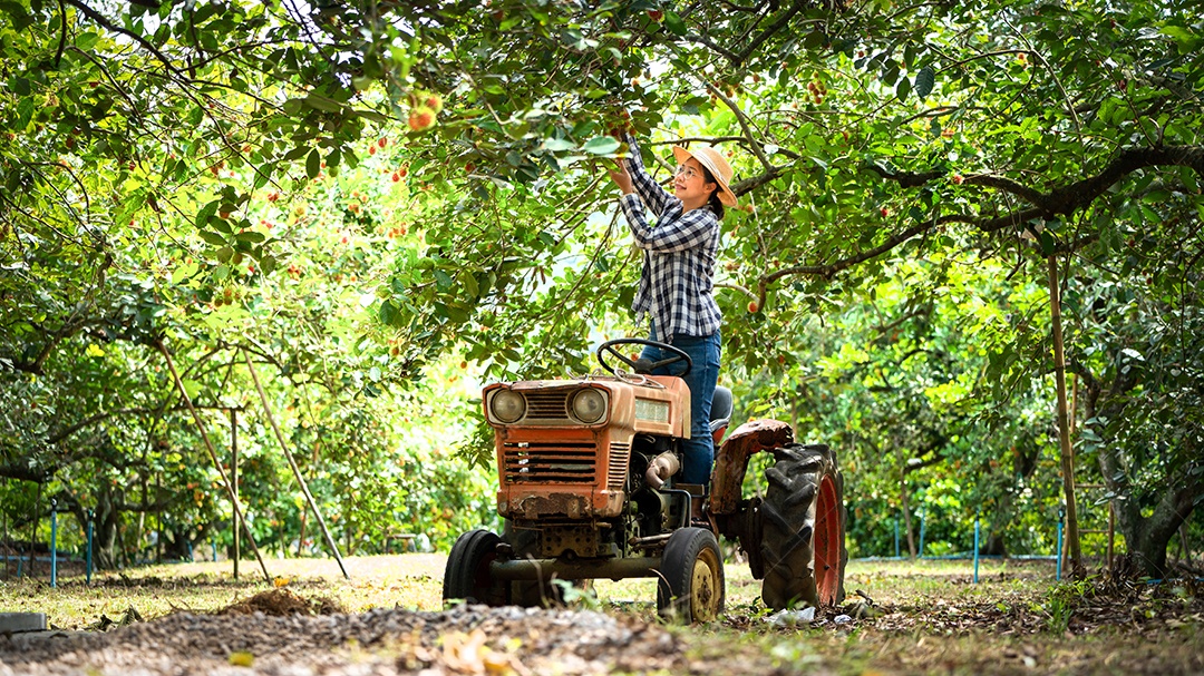 Mulher agricultora em pé no velho trator para colheita de frutas.