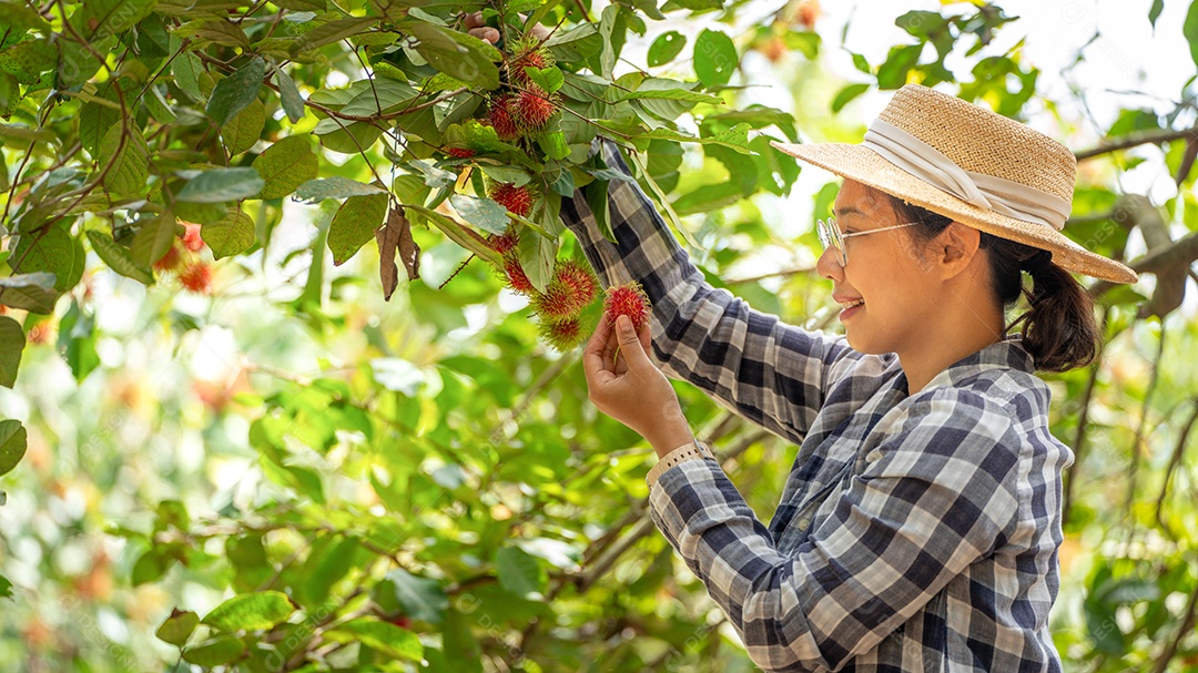 Colheita de Rambutan por Smart Woman Farmer em frutas de Rambutan orgânicas