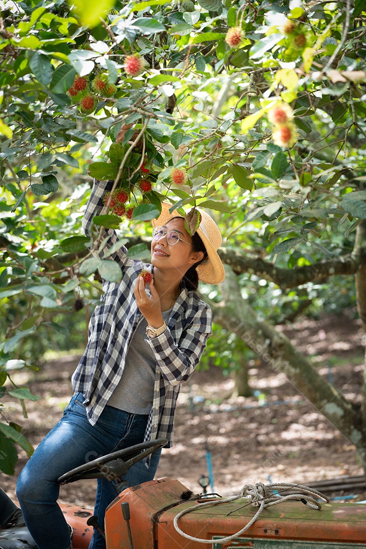 Mulher agricultora em pé no velho trator para colheita de frutas.