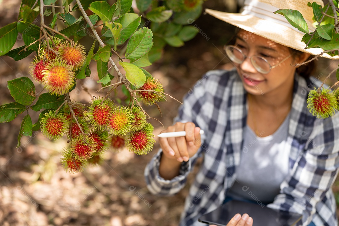 Mulher agricultora da Ásia agricultor de frutas agricultor verificando a qualidade do produto.