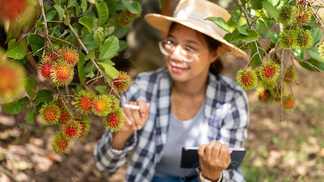 Mulher agricultora da Ásia agricultor de frutas agricultor verificando a qualidade do produto.