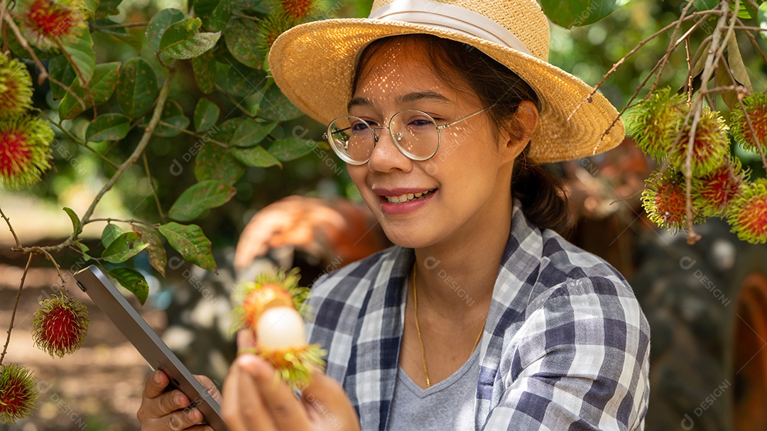 Mulher agricultora da Ásia agricultor de frutas agricultor verificando a qualidade do produto.