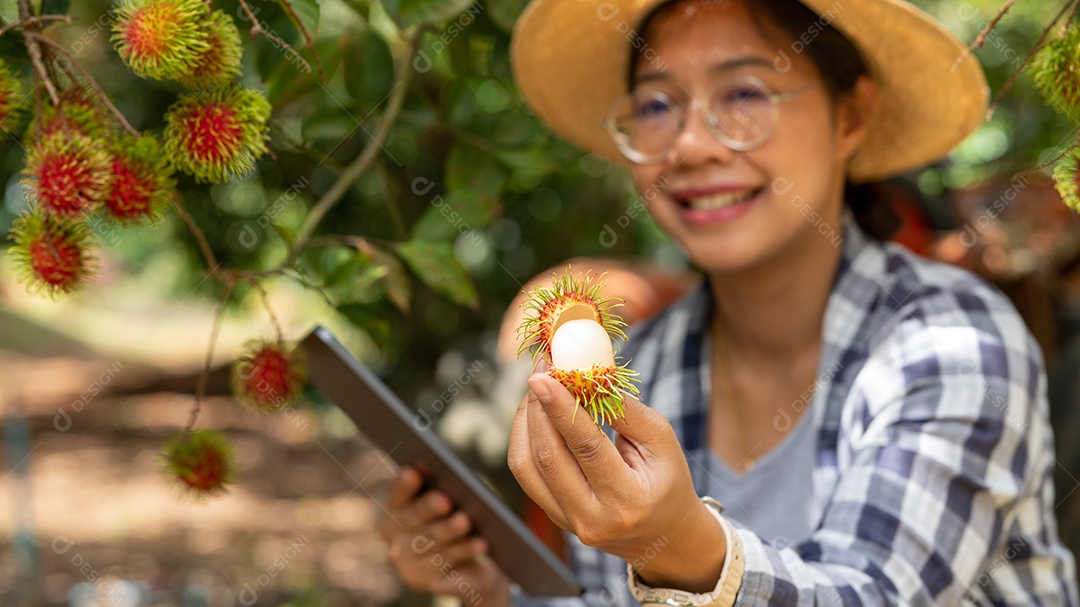 Mulher agricultora da Ásia agricultor de frutas agricultor verificando a qualidade do produto.