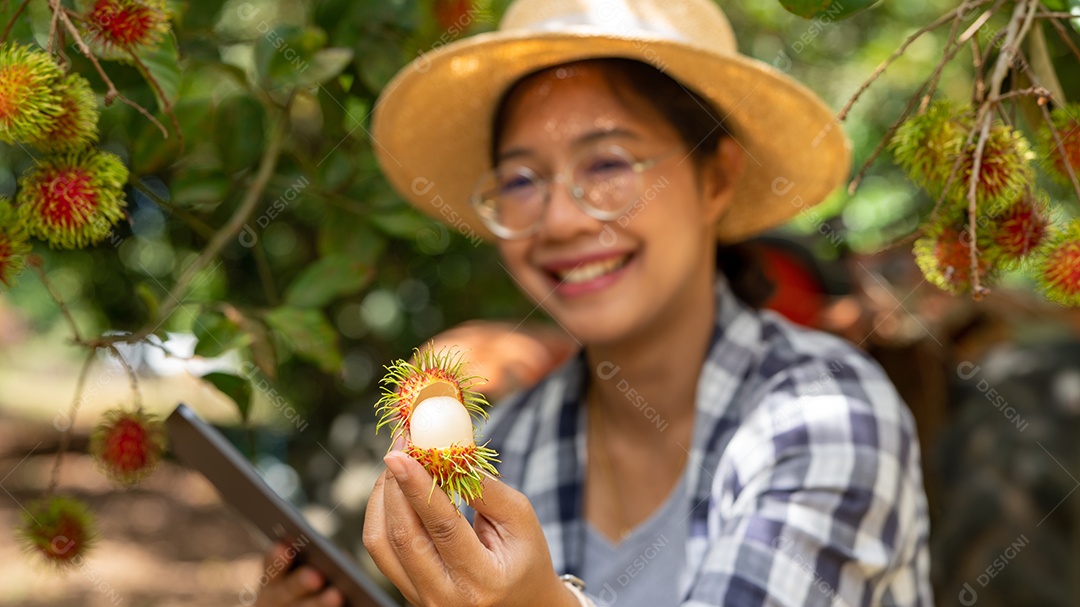 Colheita por mulher inteligente agricultora de frutas orgânicas.