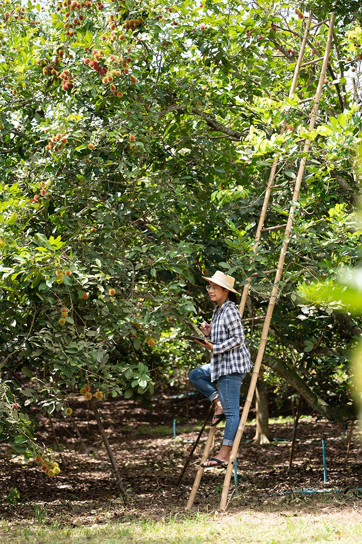 Colheita por mulher inteligente Agricultora de frutas orgânicas.