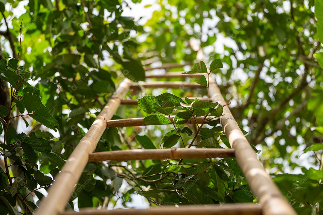 Escadas de bambu na agricultura de árvores das selvas.