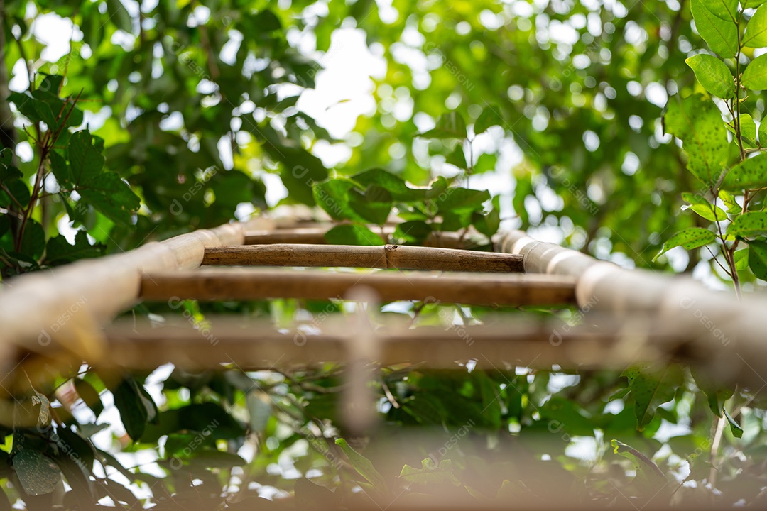 Escadas de bambu na agricultura de árvores das selvas.