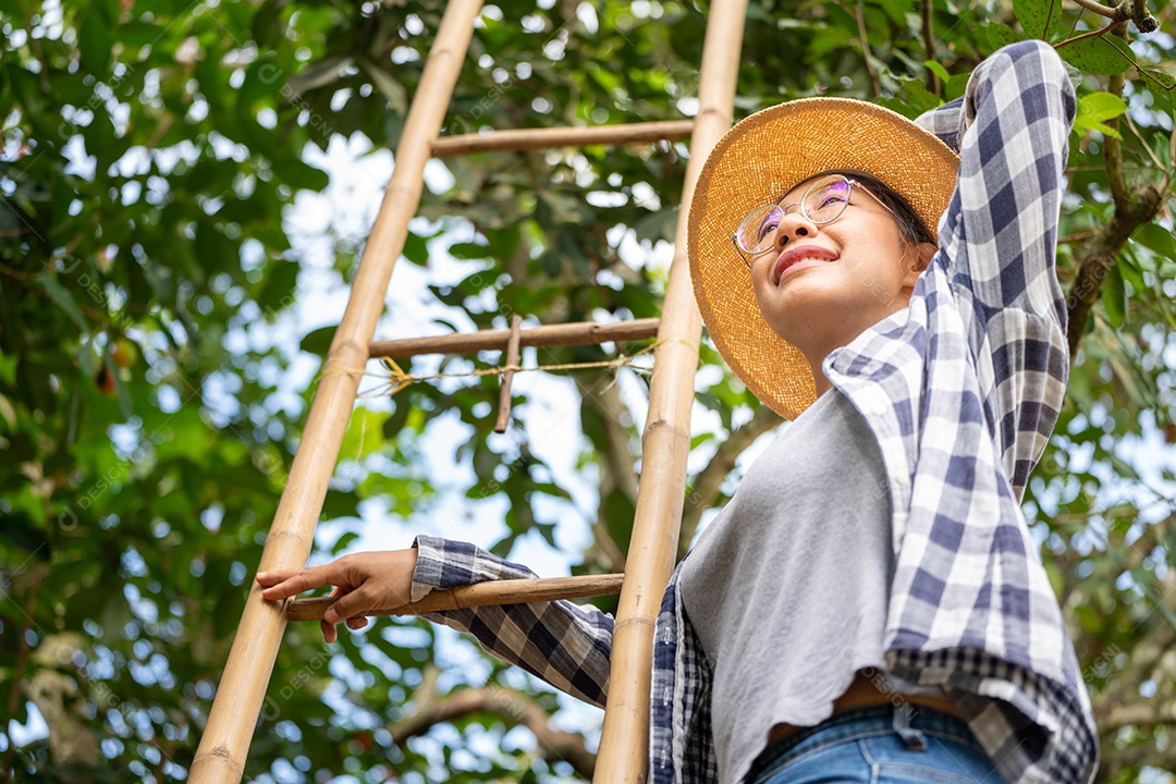 Colheita por mulher inteligente agricultora em frutas orgânicas.