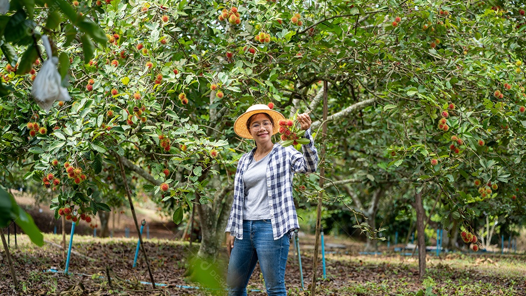 Colheita por mulher inteligente agricultora em frutas orgânicas.