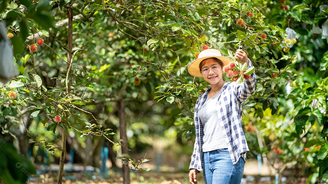 Colheita por mulher inteligente agricultora frutas orgânicas.