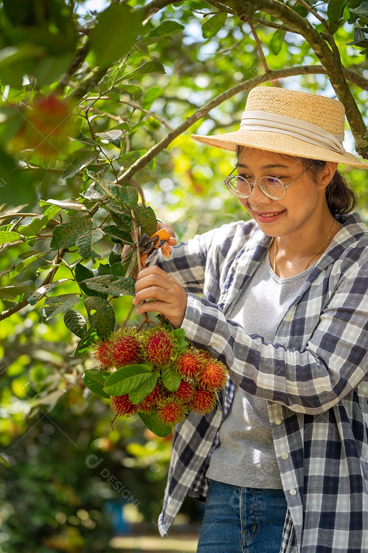 Colheita de Mulher inteligente Farmer em frutas de orgânicas.
