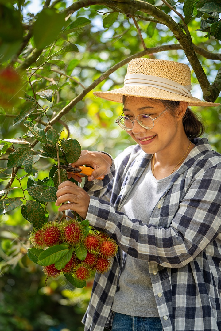 Colheita de Mulher inteligente Farmer em frutas de orgânicas.